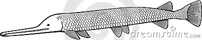 Alligator Gar Vector Illustration