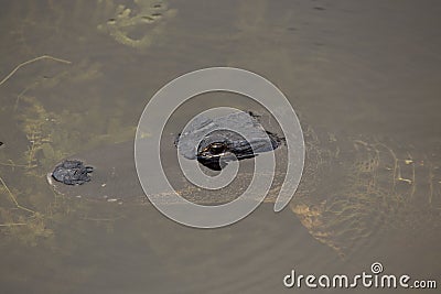 Alligator glaring at you Stock Photo