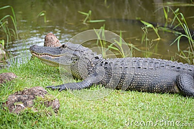 Alligator on grass near swamps Stock Photo
