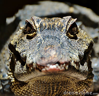 Alligator Stock Photo