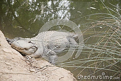 the alligator is heading for dry land Stock Photo