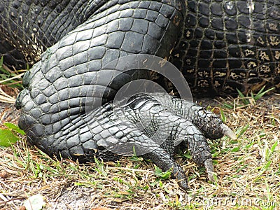 Alligator hind foot and leg Stock Photo