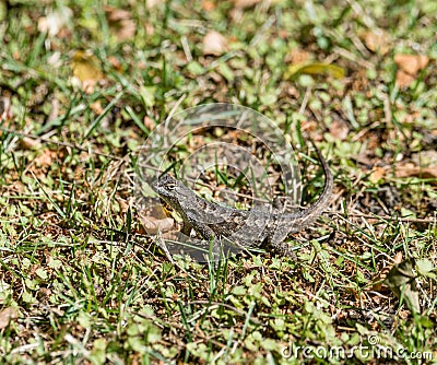 Alligator lizard in a Los Angeles backyard, California Stock Photo