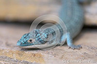 Alligator lizard crawling on rocky surface Stock Photo