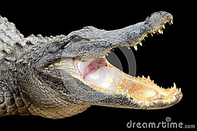 Alligator with Mouth Open Stock Photo