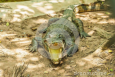 Alligator Stock Photo