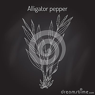 Alligator pepper Aframomum melegueta , or Guinea grains, medicinal plant Vector Illustration
