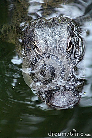 Alligator Poking head out of the water to get some sun. Stock Photo