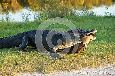 Alligator with prey animal Stock Photo