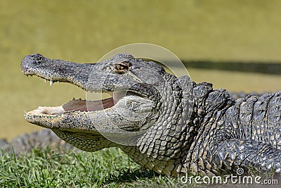 Alligator Stock Photo