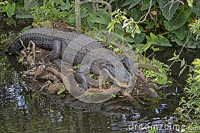 Alligator Stock Photo