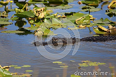 Alligator in River Stock Photo