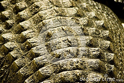 Alligator skin Stock Photo