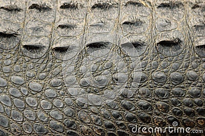 Alligator Skin Stock Photo