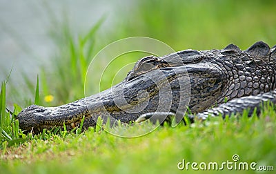 Alligator sleeping in grass Stock Photo