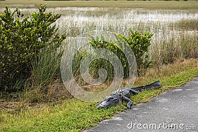 An alligator sleeping in the grass, Everglades National Park Stock Photo