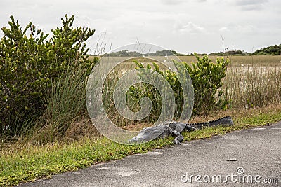 An alligator sleeping in the grass, Everglades National Park Stock Photo