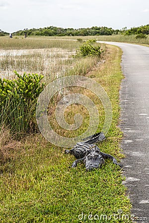 An alligator sleeping in the grass, Everglades National Park Stock Photo