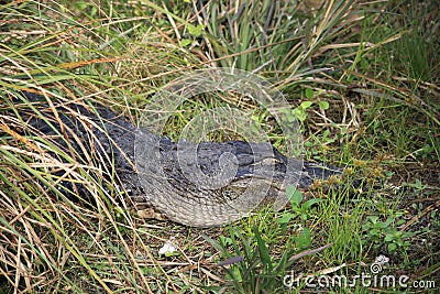 A alligator is sleeping on the ground Stock Photo