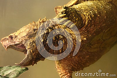 Alligator Snapping Turtle Stock Photo