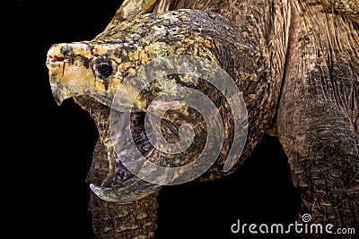 Alligator snapping turtle (Macrochelys temminckii) Stock Photo