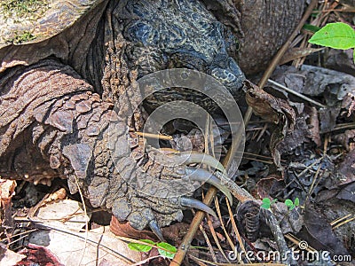 Alligator Snapping Turtle - Macrochelys temminckii Stock Photo