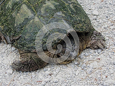 Alligator Snapping Turtle - Macrochelys temminckii Stock Photo