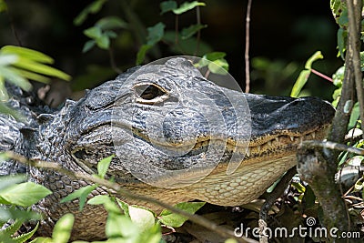 Alligator Staring, Big Cypress National Preserve, Florida Stock Photo