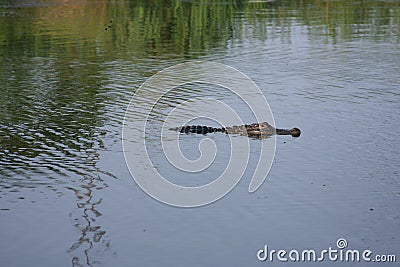 Alligator swimming in the Bayou. Stock Photo