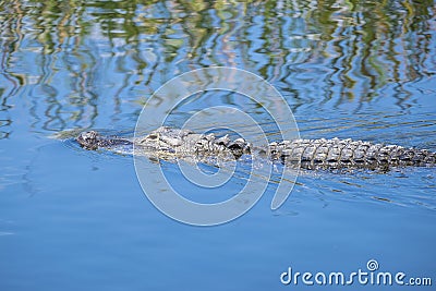 Alligator Swimming in a River #5 Stock Photo