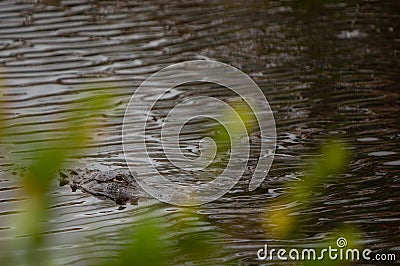 Alligator Swimming towards you Stock Photo