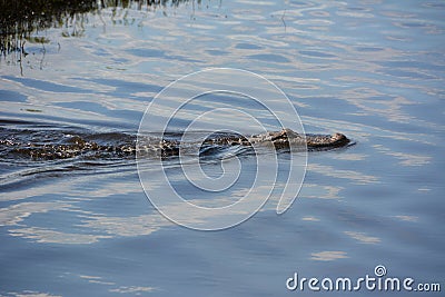 Alligator swimming on the water Stock Photo