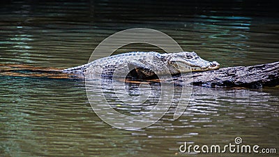 Alligator Stock Photo