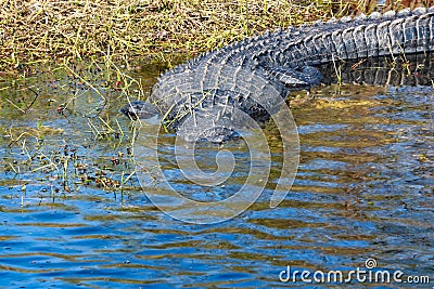 Alligator water Everglades Florida Stock Photo