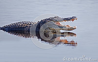 Alligator in the wild Stock Photo