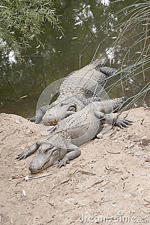 the 2 alligator are coming out of the water Stock Photo