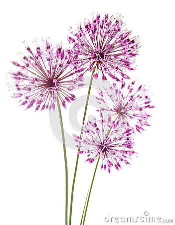 Allium Stock Photo