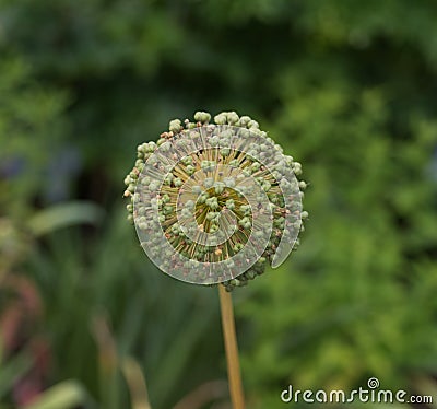 Allium ampeloprasum Stock Photo