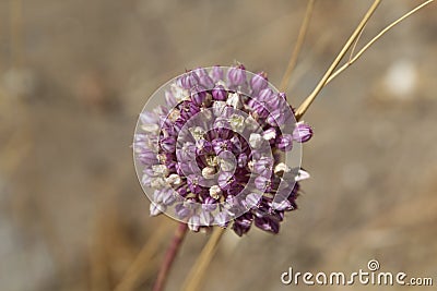 Allium ampeloprasum Stock Photo