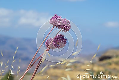 Allium ampeloprasum Stock Photo