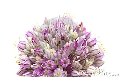 Allium ampeloprasum isolated Stock Photo