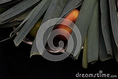 Allium ampeloprasum Vegetable Leek still life Stock Photo