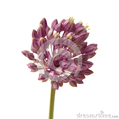 Allium ampeloprasum Stock Photo