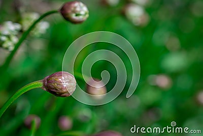 Allium in the bloom Stock Photo
