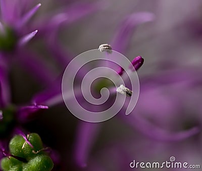 allium bloom flower violet abstract macro Stock Photo