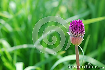 Allium bud in macro Stock Photo