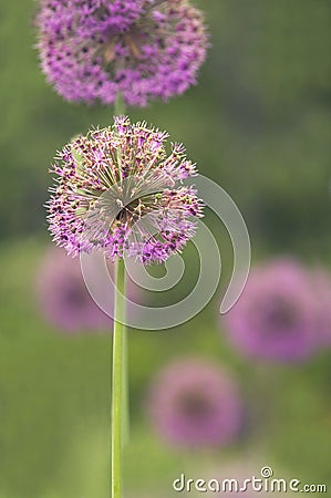 Allium Bulbs Stock Photo