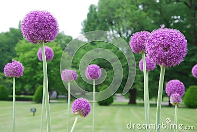 Allium bulbs Stock Photo