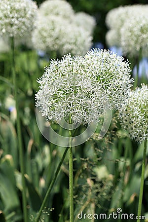 Allium Bulbs Stock Photo