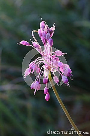 Allium carinatum subsp. pulchellum, Allium cirrhosum Stock Photo